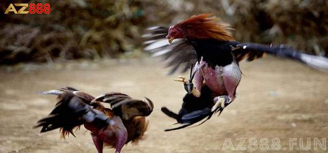 Xác định cơ hội giải trí qua dịch vụ đá gà cựa sắt